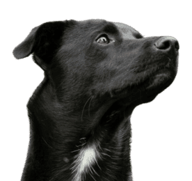 Mit 
Trainerbegleitung