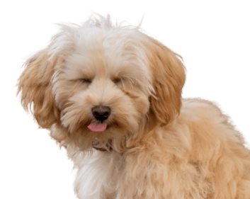 Special Effects 
Willkommen