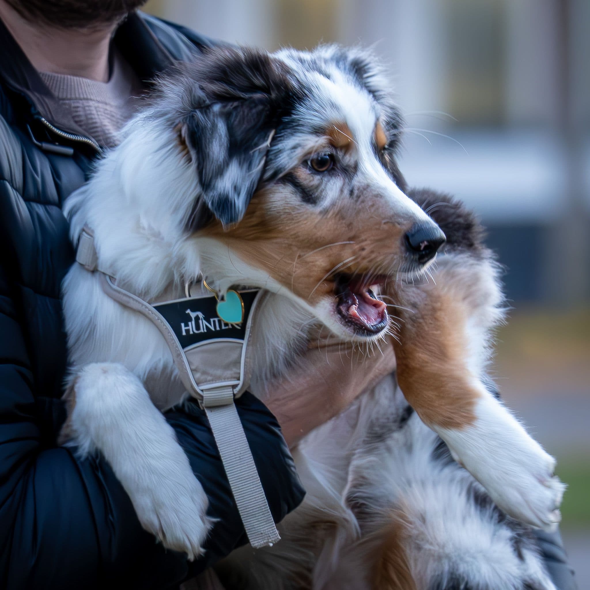 Aussie Frieda